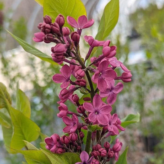 Syringa x hyacinthiflora 'Declaration'  - Declaration Lilac