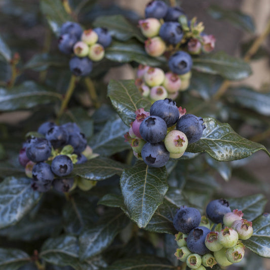 Bushel and Berry® Perpetua® Blueberry