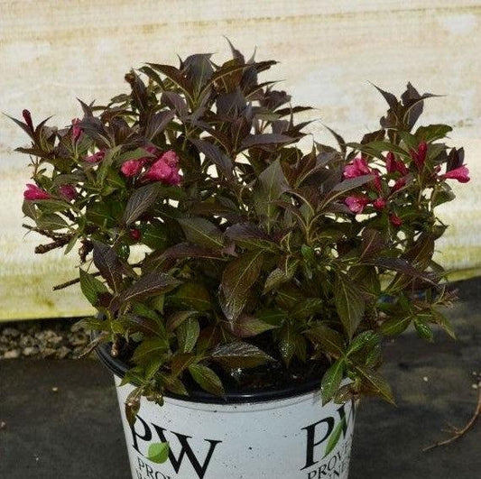 Spilled Wine® Weigela