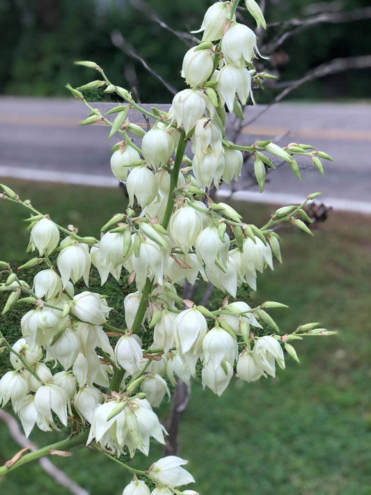 Adams Needle Yucca