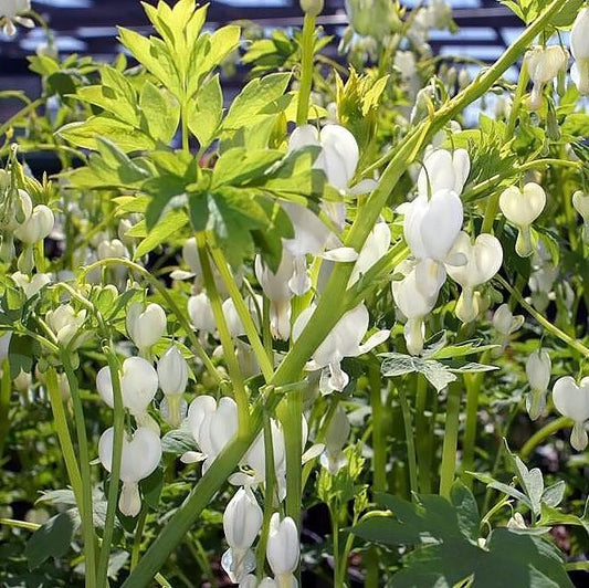 White Bleeding Heart