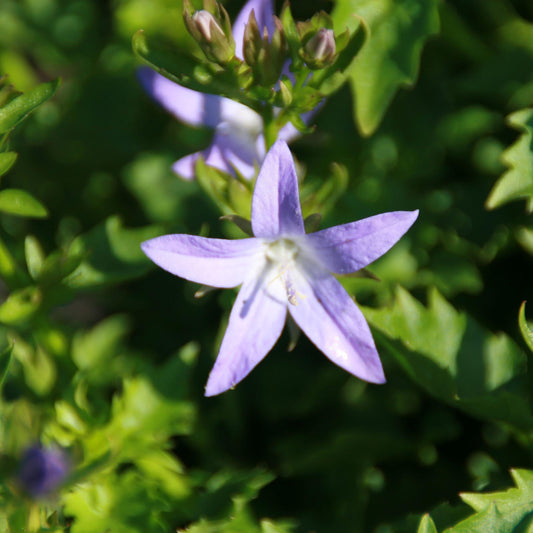 Blue Waterfall Bellflower