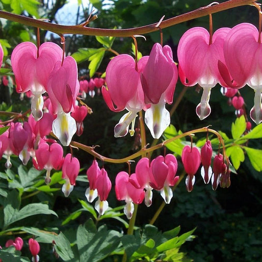 Asian Bleeding Heart