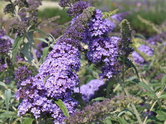 Trifecta Butterfly Bush