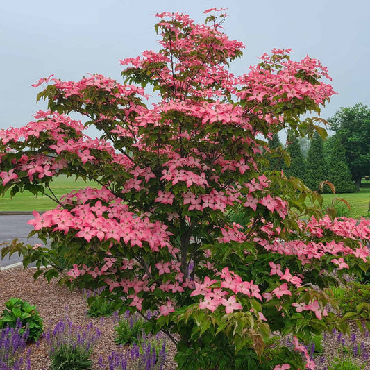 Scarlet Fire Japan Dogwood