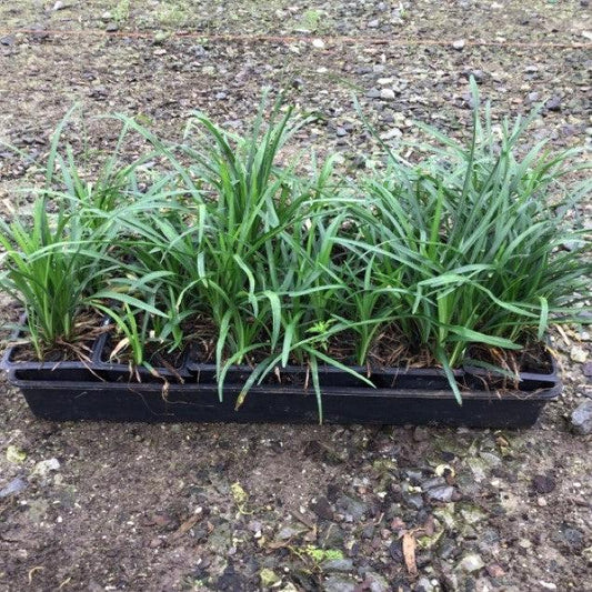 Creeping Lily Turf