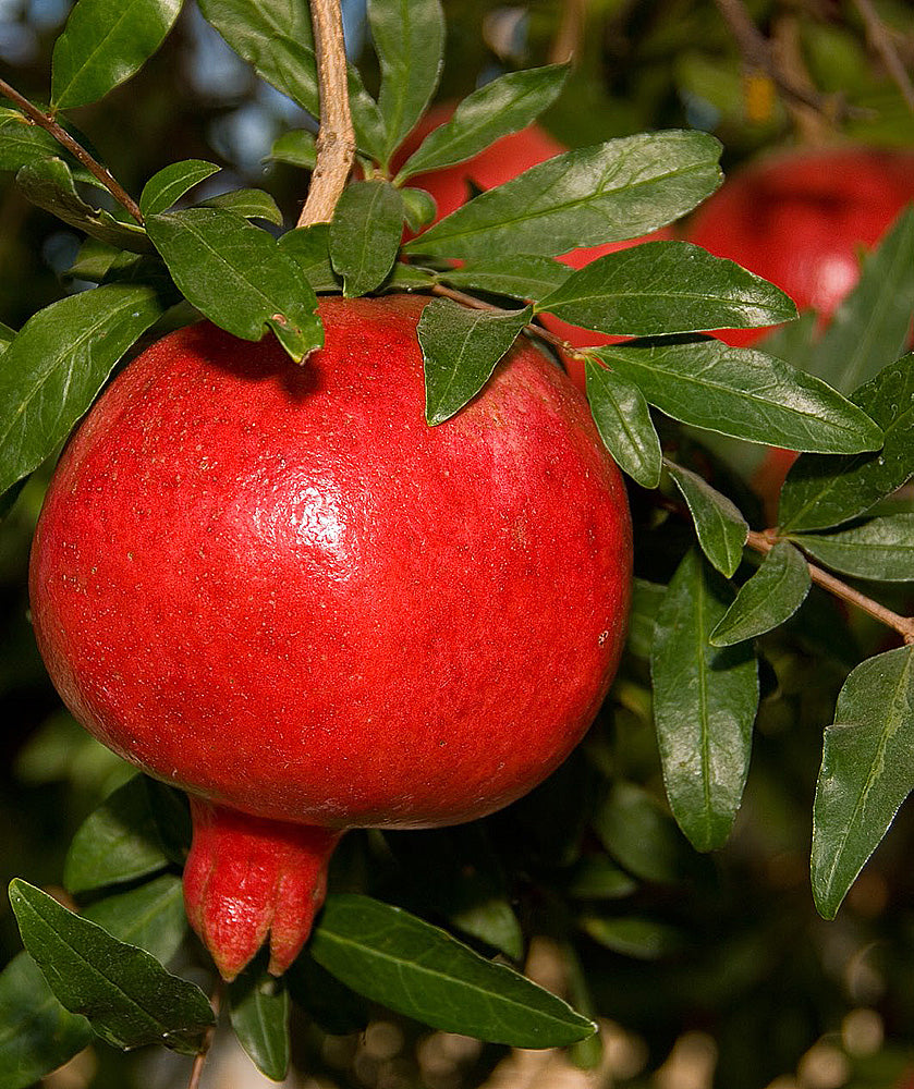 Angel Red Pomegranate Tree Online Trees