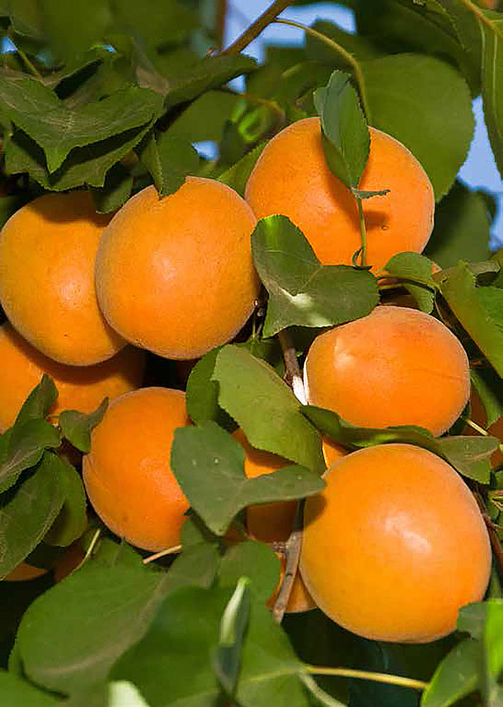 Chinese (Mormon) Apricot Online Trees