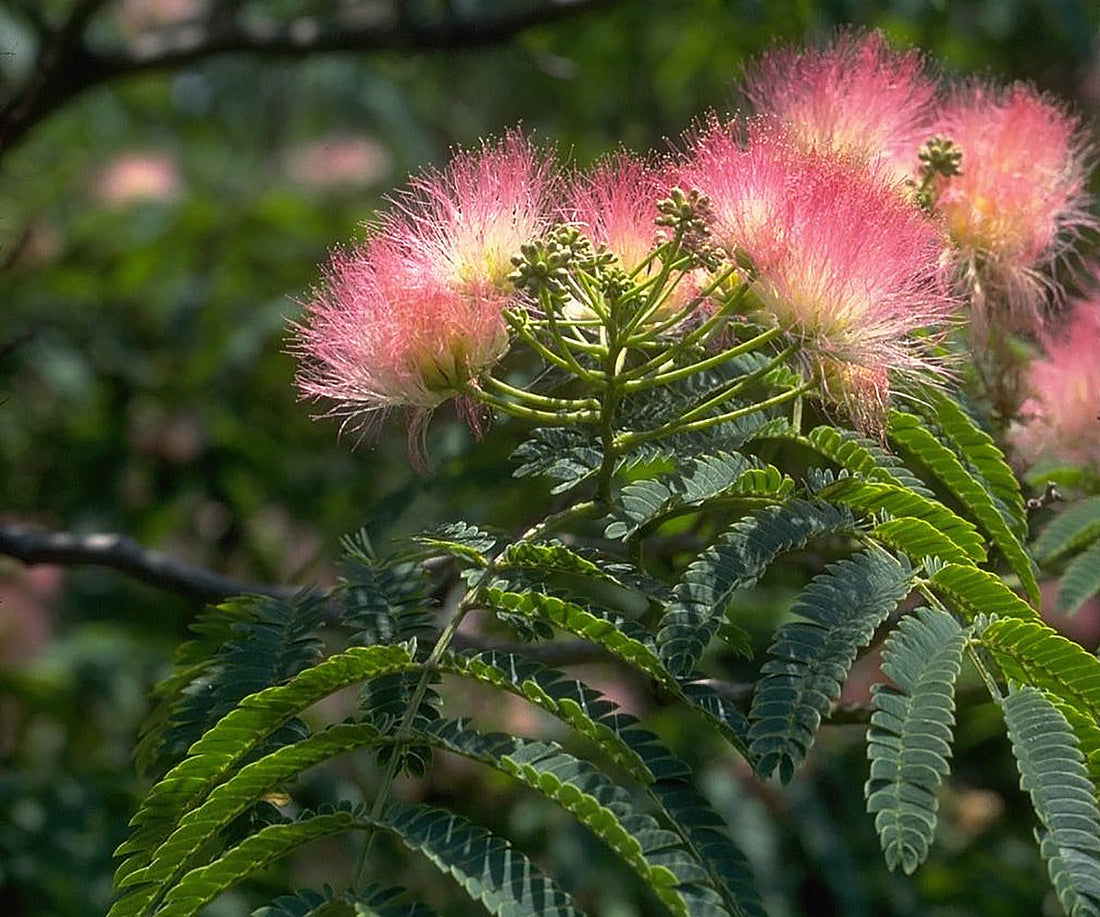 Cold Hardy Mimosa Tree – Online Trees