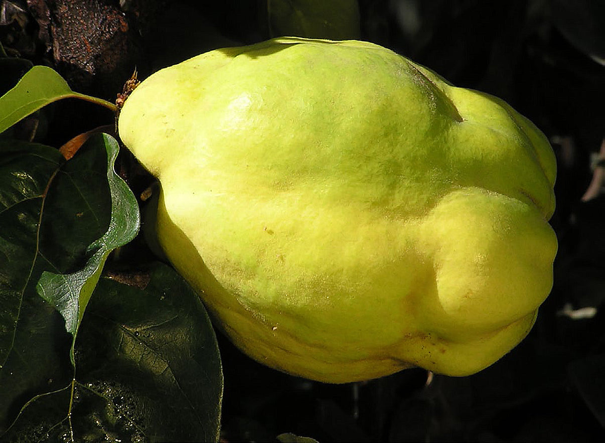 Cooke's Jumbo Quince Tree Online Trees