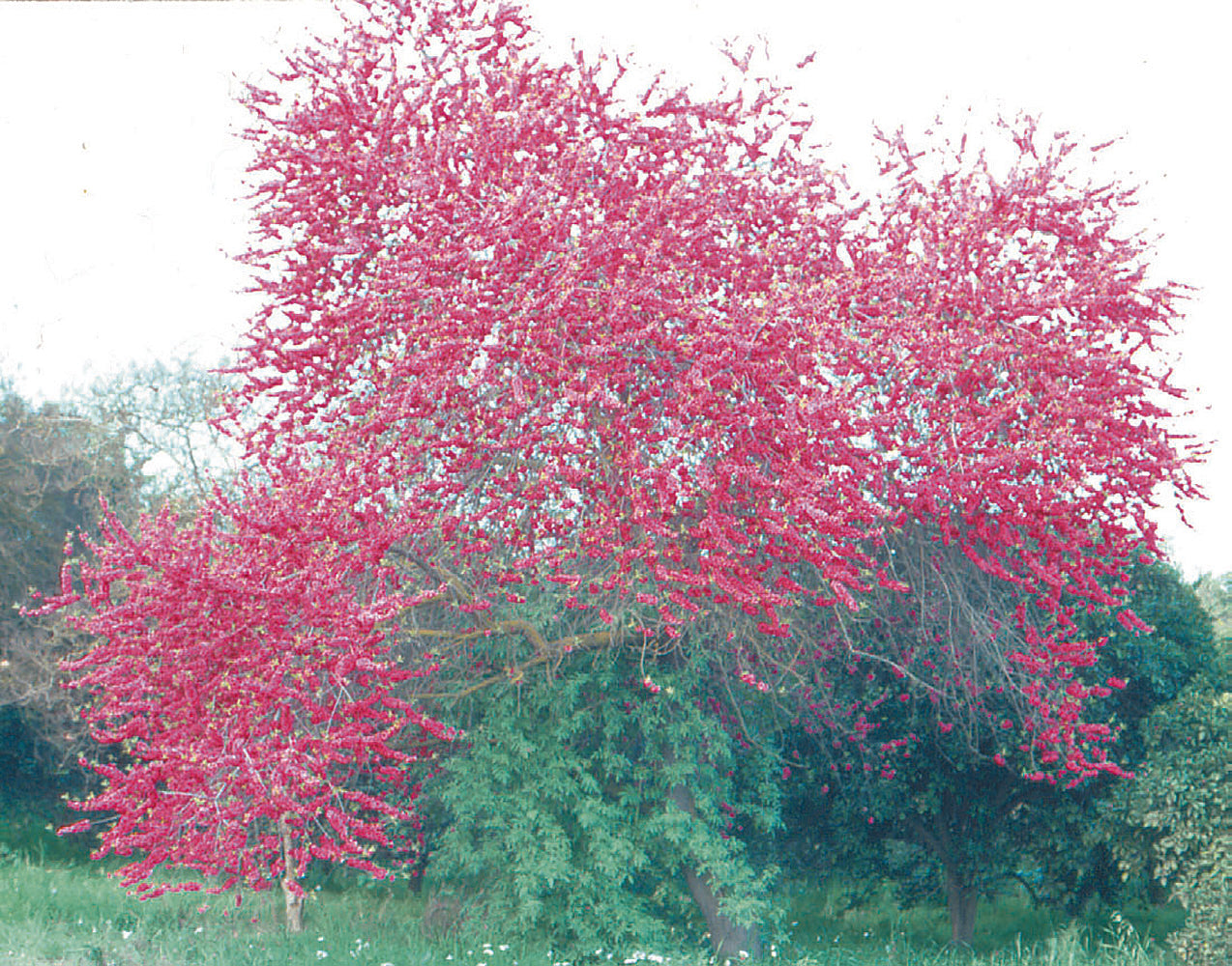 Crimson Cascade Weeping Peach Tree Online Trees