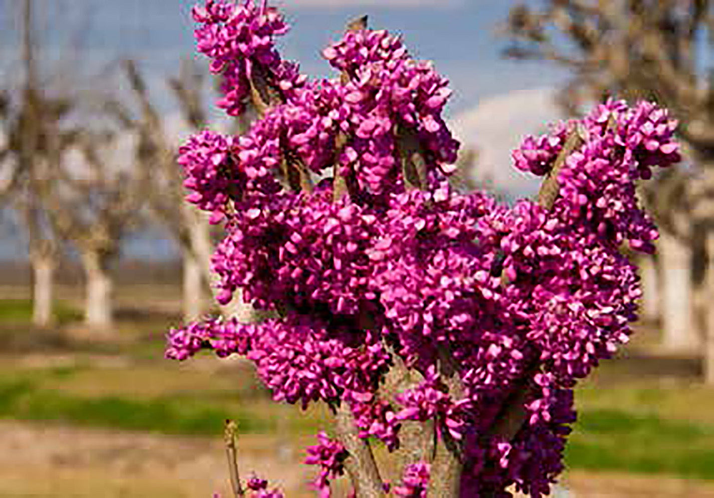 Don EGolf Redbud Tree Online Trees