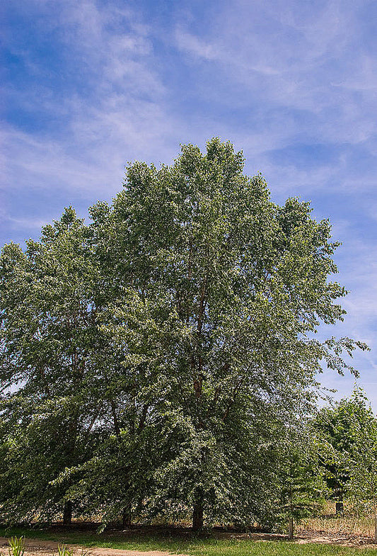 Dura Heat River Birch Tree