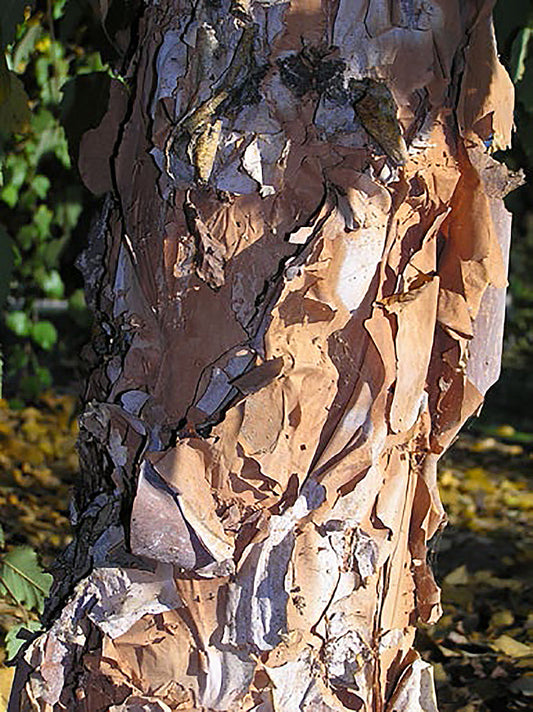 Dura Heat River Birch Tree