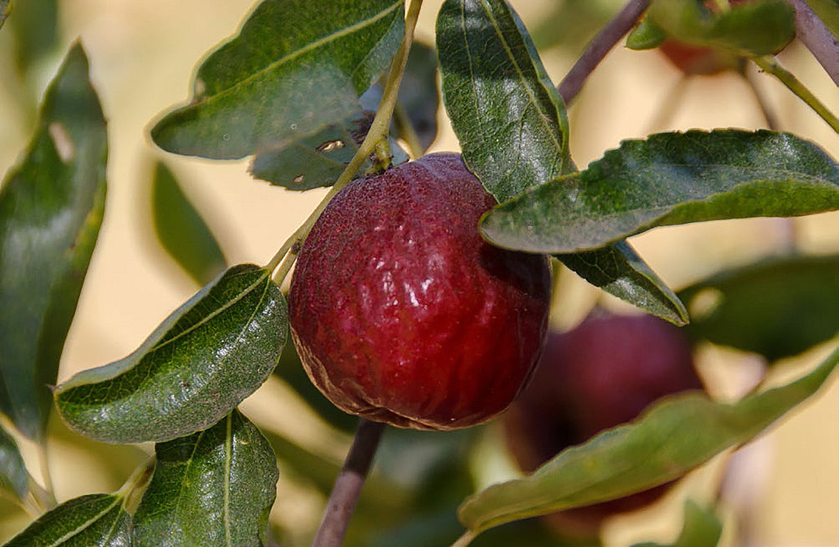 Honey Jar Jujube Online Trees