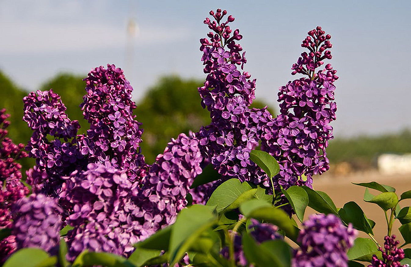 Ludwig Spaeth Lilac Online Trees