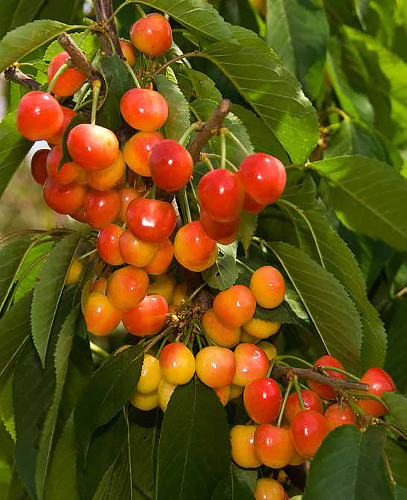 Rainier Cherry – Online Trees