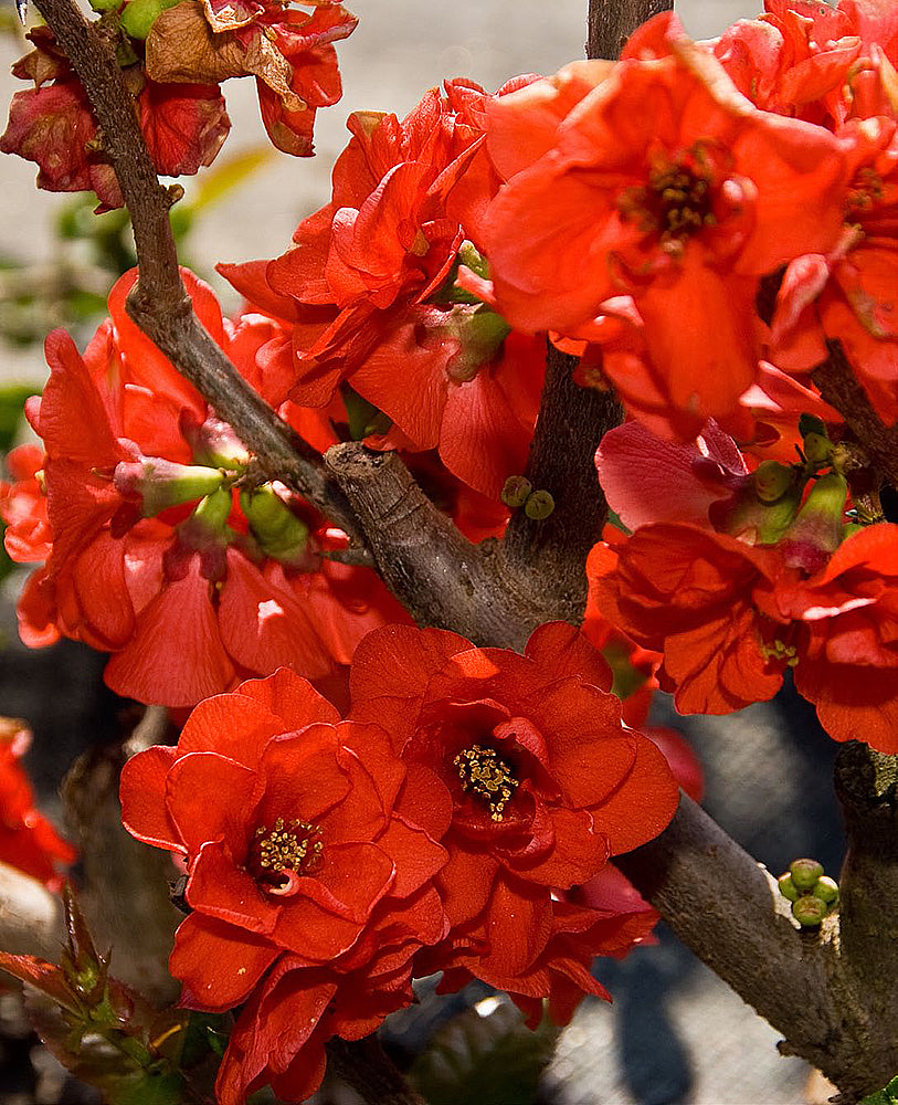 Red Charlot Flowering Quince Online Trees