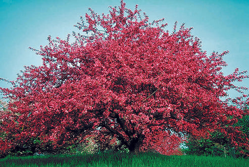 Robinson Crabapple Tree – Online Trees