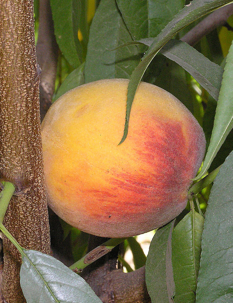 Rubidoux Peach – Online Trees