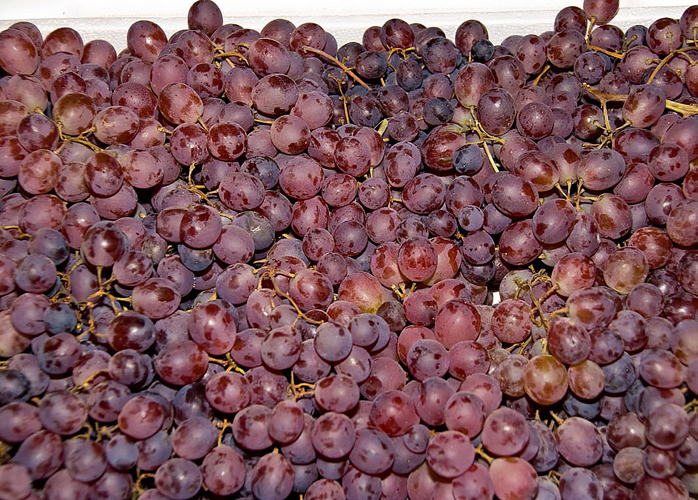 Ruby Seedless Grape – Online Trees