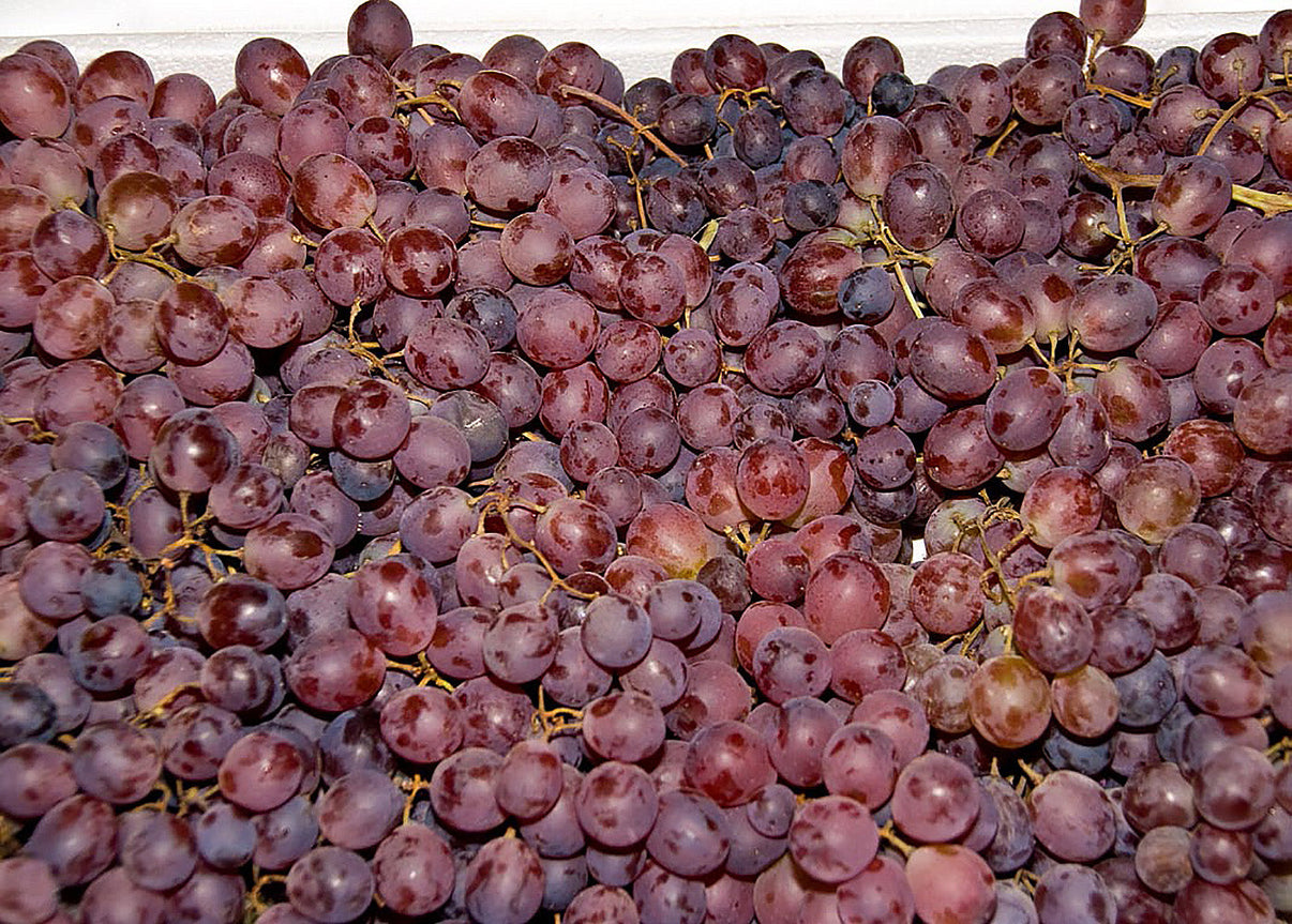Ruby Seedless Grape Online Trees