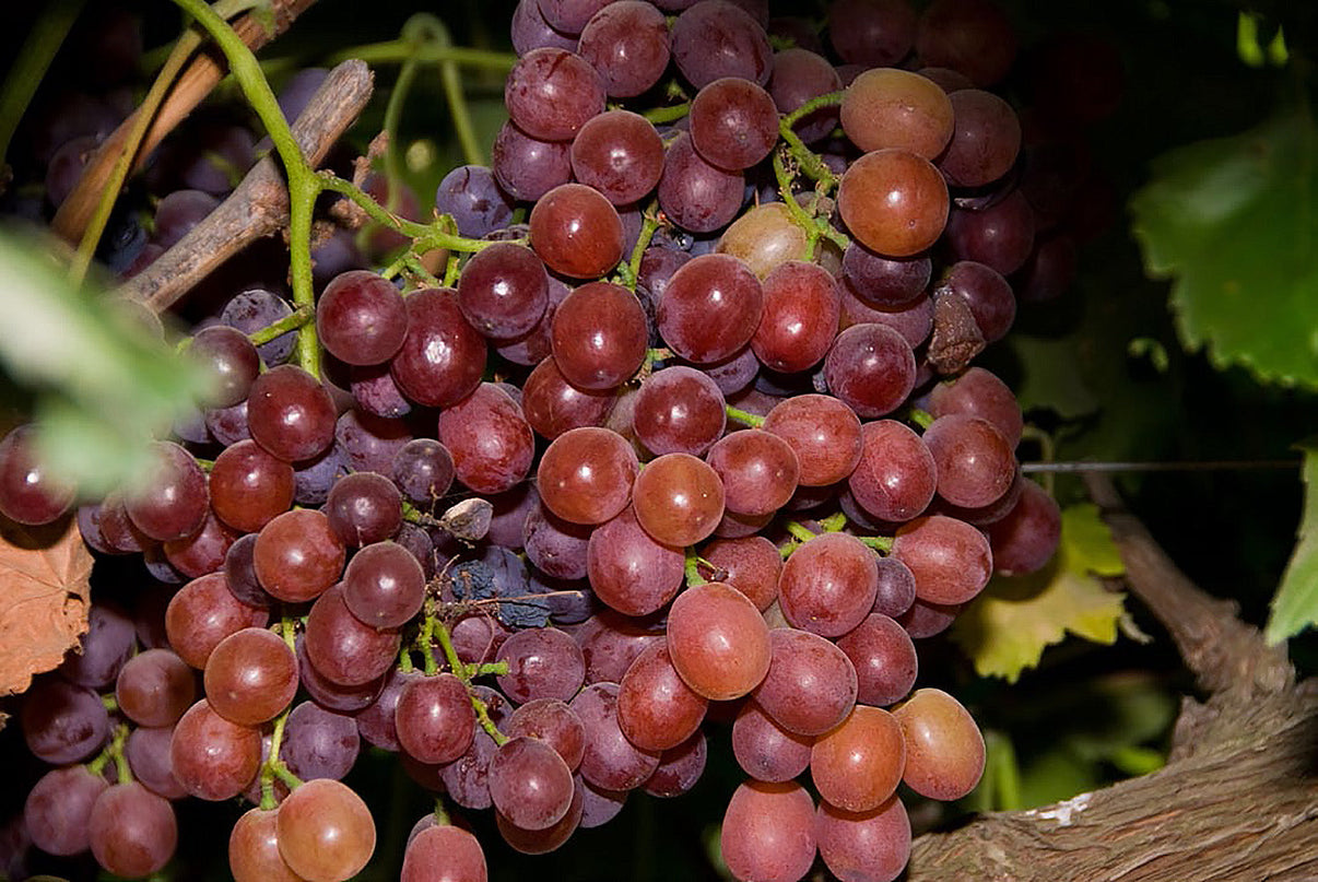 Ruby Seedless Grape – Online Trees