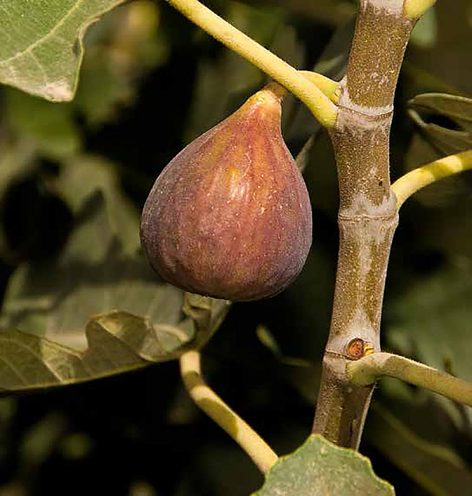 Texas (Everbearing) Fig – Online Trees