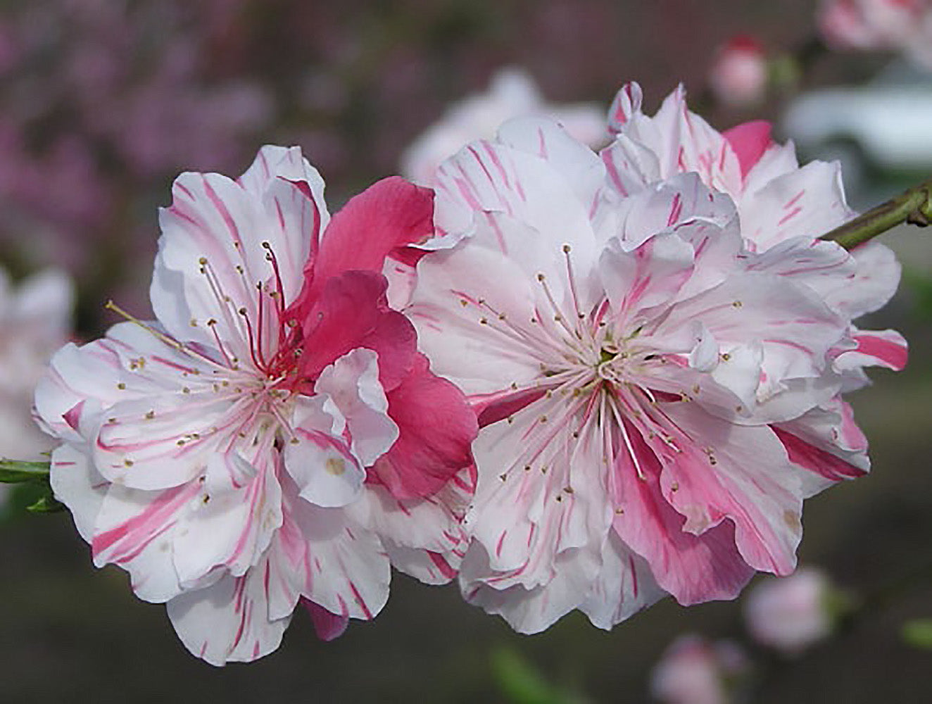 Variegated (Peppermint) Flowering Peach Online Trees