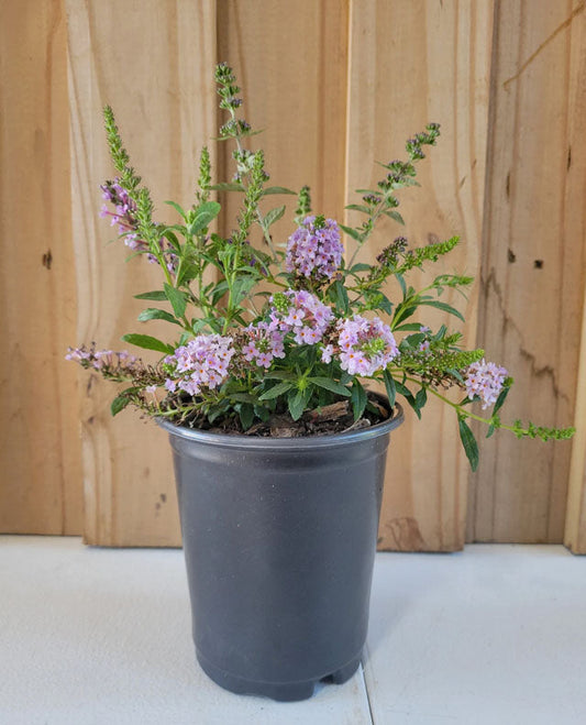 All The Blues Butterfly Bush | 3 in 1 Buddleia Collection | Quart Container