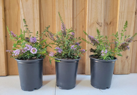 All The Blues Butterfly Bush | 3 in 1 Buddleia Collection | Quart Container