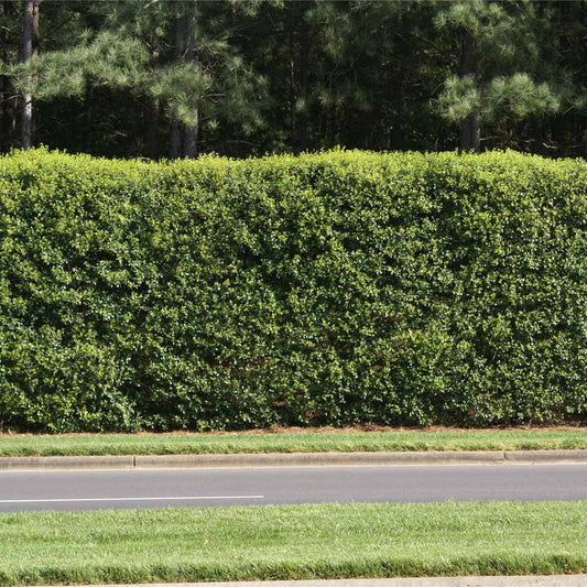 American Holly Tree