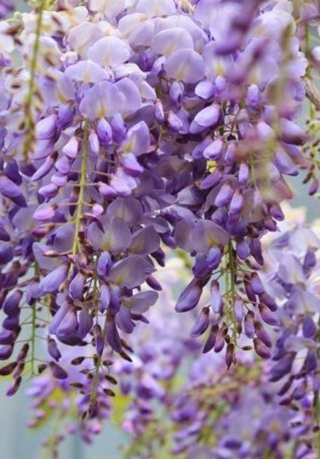 Amethyst Falls Wisteria Quart , 1, & 3 Gallon Plants Online Trees