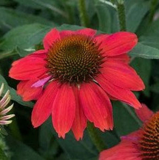 Artisan Red Ombre Coneflower | Echinacea x hybrid Artisan Red Ombre | Quart Container