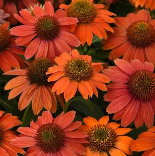 Artisan Red Ombre Coneflower | Echinacea x hybrid Artisan Red Ombre | Quart Container