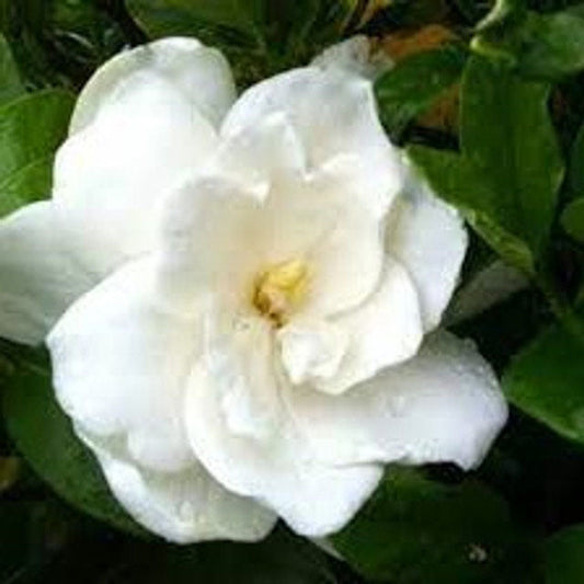 August Beauty Gardenia (Gardenia jasminoides 'August Beauty')