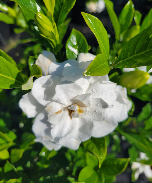 August Beauty Gardenia (Gardenia jasminoides 'August Beauty')