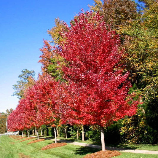 Autumn Blaze® Maple Tree