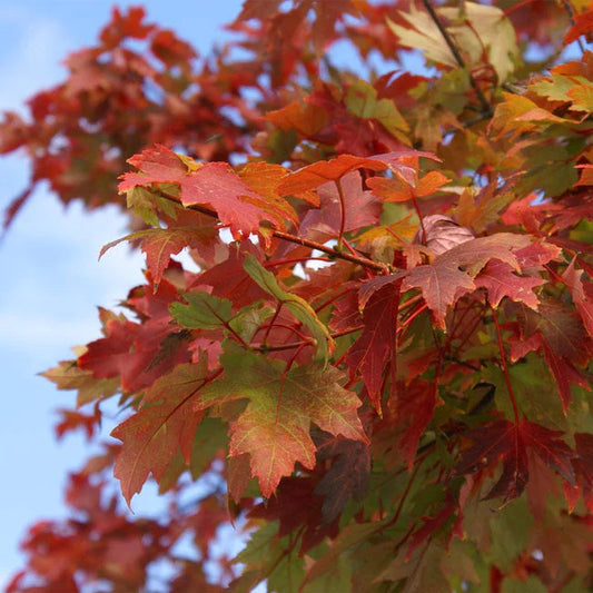 Autumn Blaze® Maple Tree