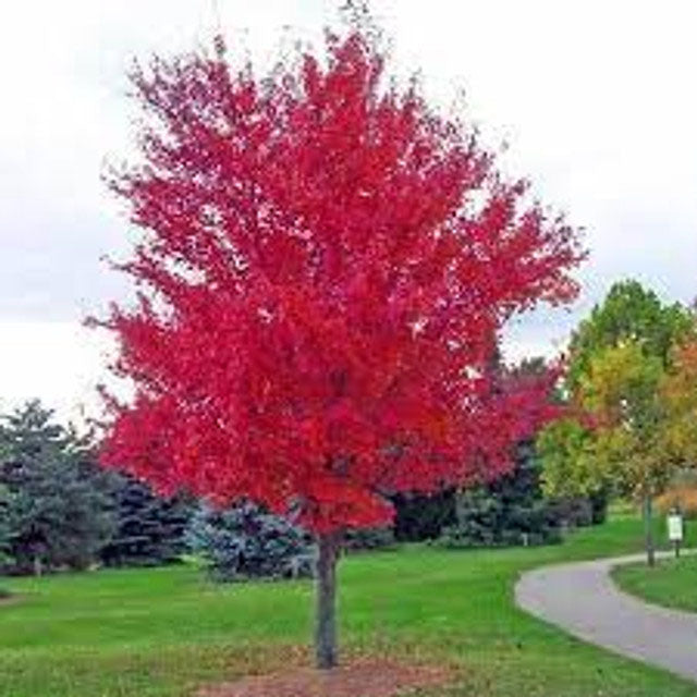 Autumn Blaze Maple ® Tree | Acer x freemanii 'Jeffersred' 'Autumn Blaz ...