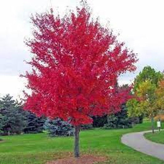 Autumn Blaze Maple® Tree | Acer x freemanii 'Jeffersred' 'Autumn Blaze' | 5 Gallon Plant