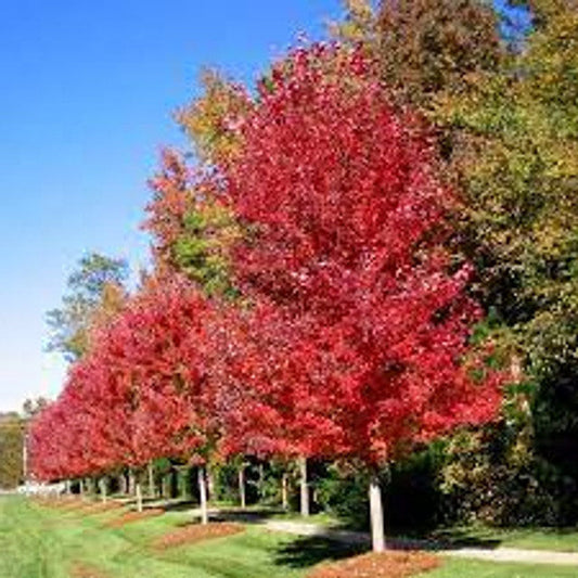 Autumn Blaze Maple® Tree | Acer x freemanii 'Jeffersred' 'Autumn Blaze' | 5 Gallon Plant