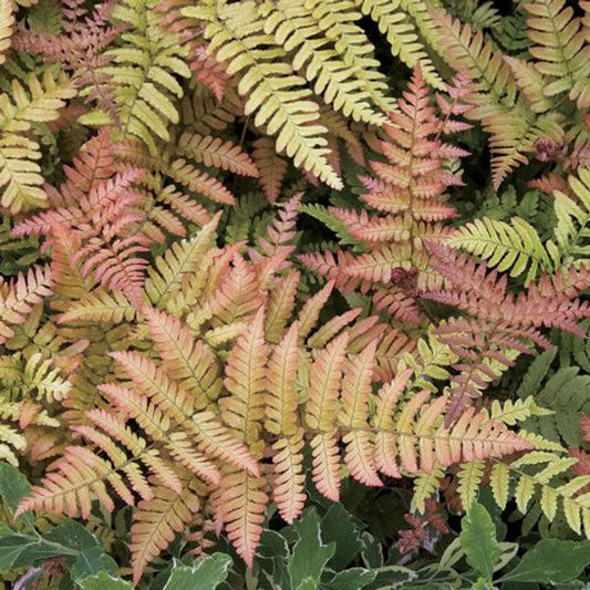 Autumn Fern | Dryopteris erythrosora 'Brilliance' Autumn Fern | Quart, 1 & 3 Gallon Plants