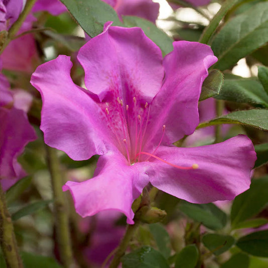 Autumn Royalty® Encore® Azalea Shrub