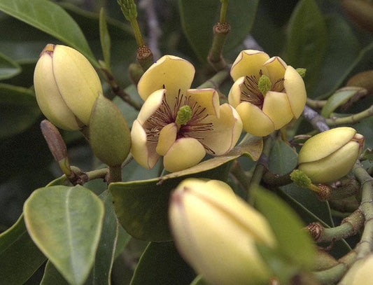 Banana Shrub/ All Spice Bush (Michelia figo)