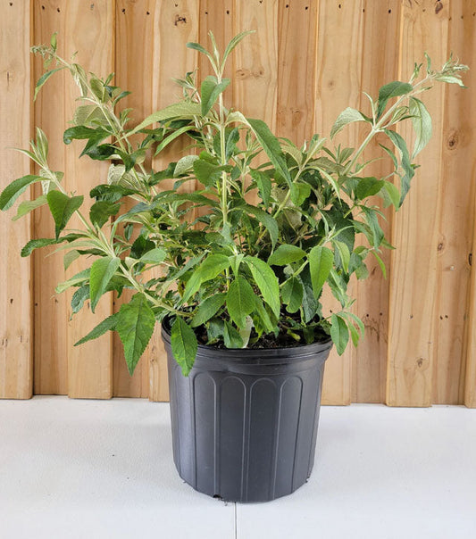 Bicolor Butterfly Bush | Buddleia x weyeriana 'Bicolor' | Quart & 3 Gallon Plants