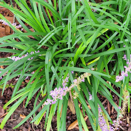 Big Blue Liriope (Liriope muscari ®Big Blue')