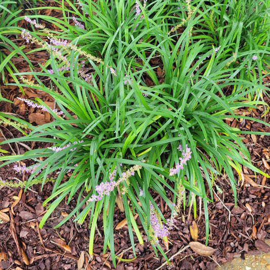 Big Blue Liriope (Liriope muscari ®Big Blue')