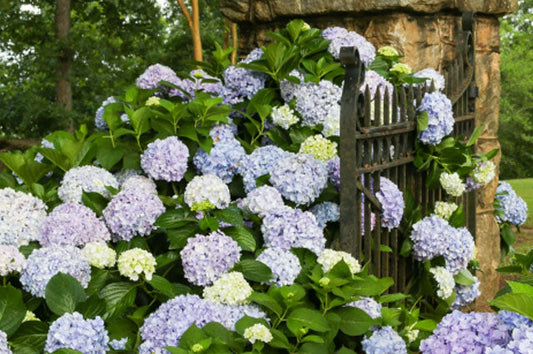 Big Daddy Hydrangea | Hydrangea macrophylla 'Big Daddy' | 3 Gallon Plant