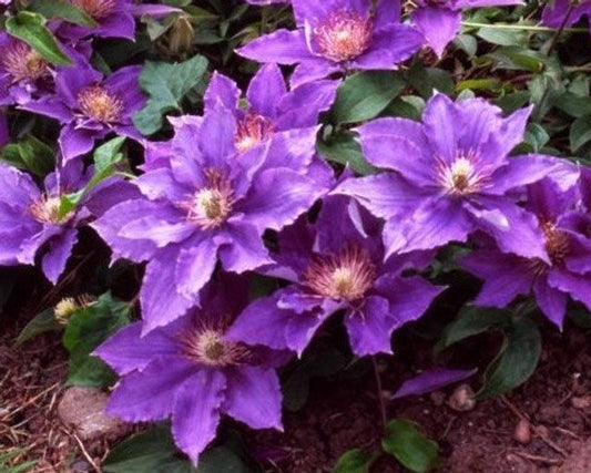 Bijou Clematis|  (Clematis 'EVIpo030')